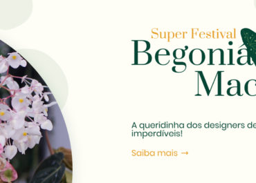 Super Festival das Begonias Maculatas