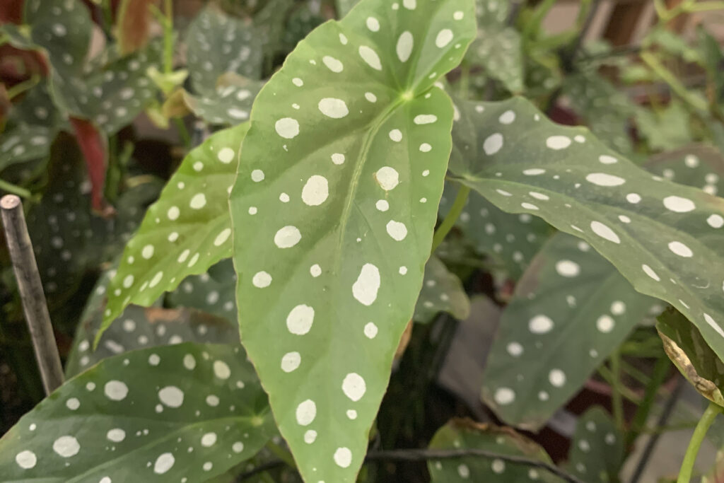 begonia maculata