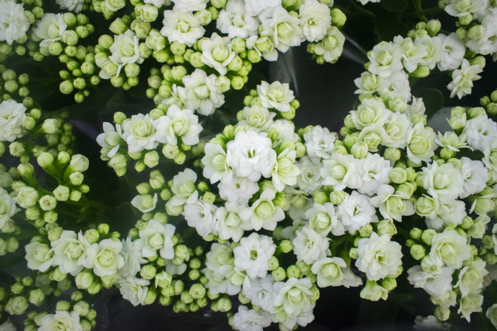 kalanchoe