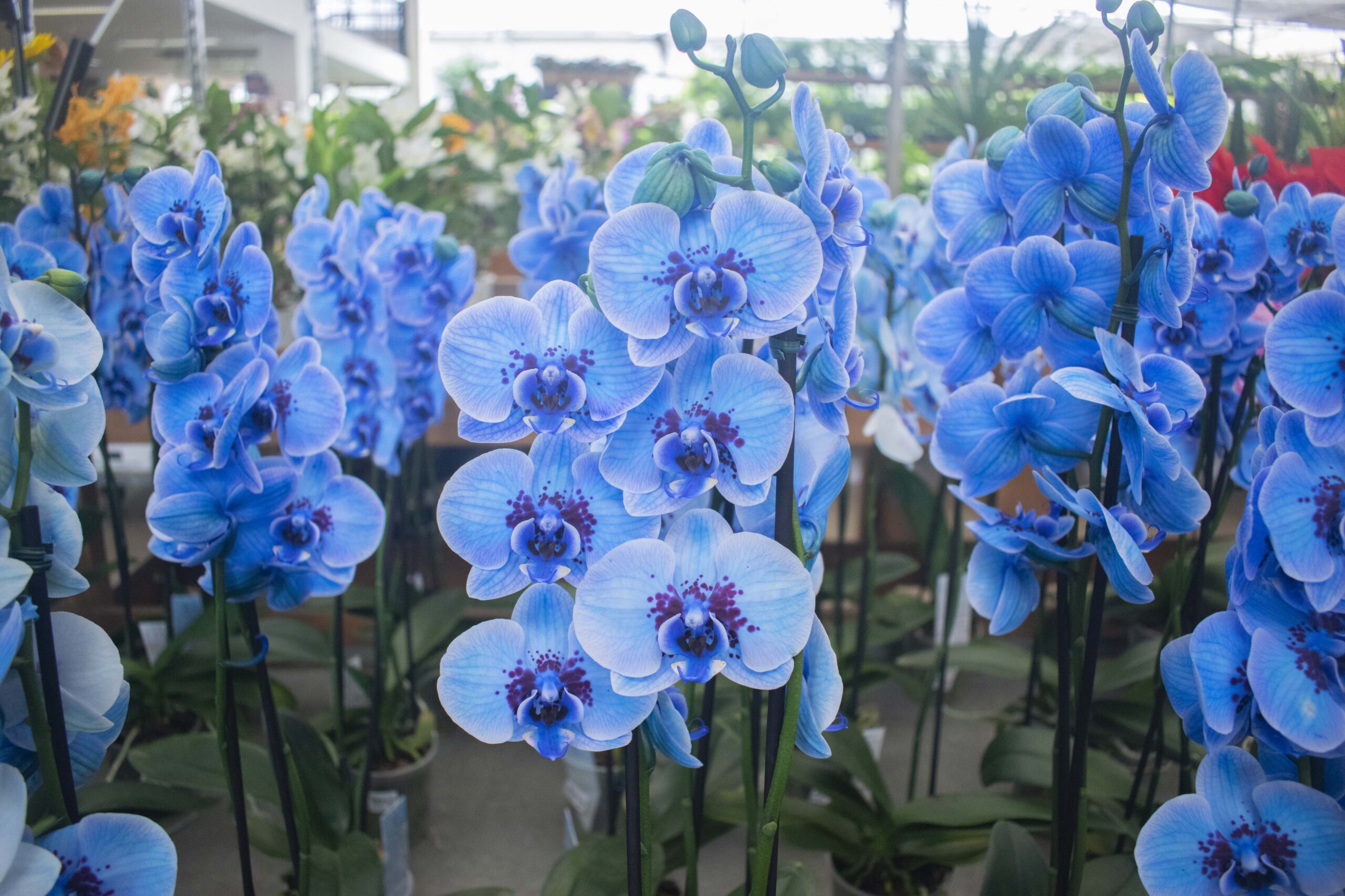 Tudo sobre as Orquídeas - Dicas e como cultivar