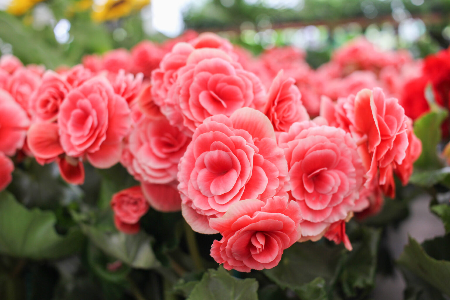 Tudo sobre a Begônia Dicas e como cultivar Esalflores