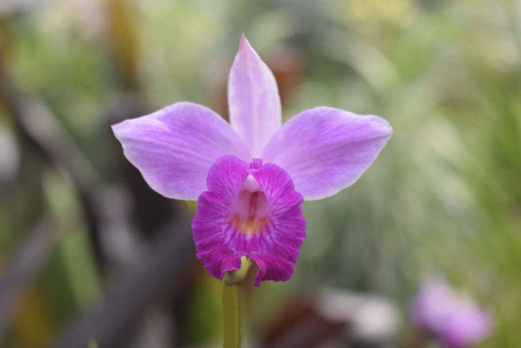 orquidea bambu
