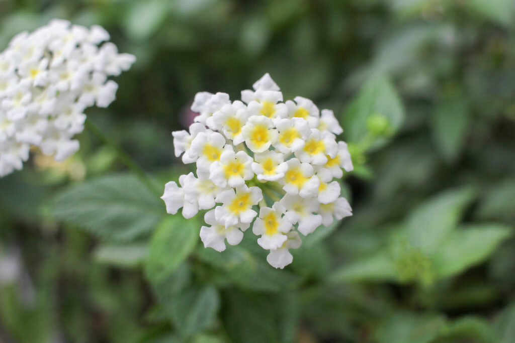 lantana