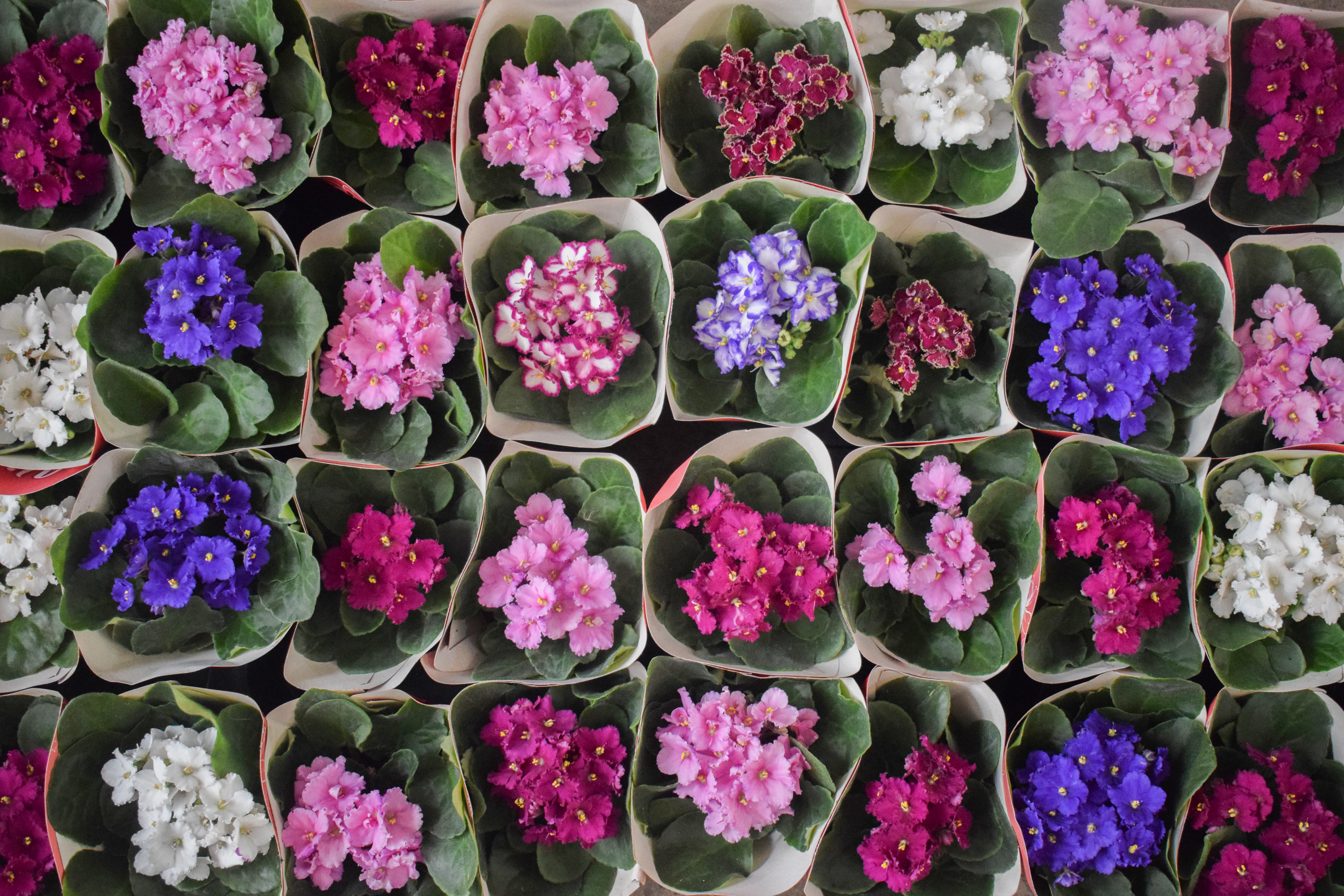Tudo sobre as Violetas - Dicas e como cultivar